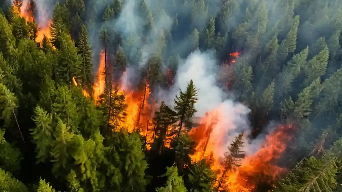 Illustration of Forest Fire Prediction and Monitoring